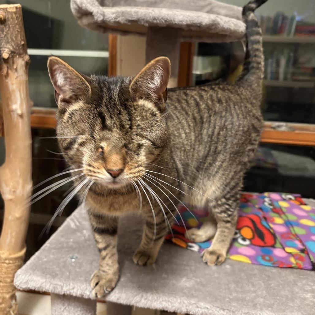 Enlarge RuPaul, a Adoptable Domestic Short Hair in Madison, WI image 5/6