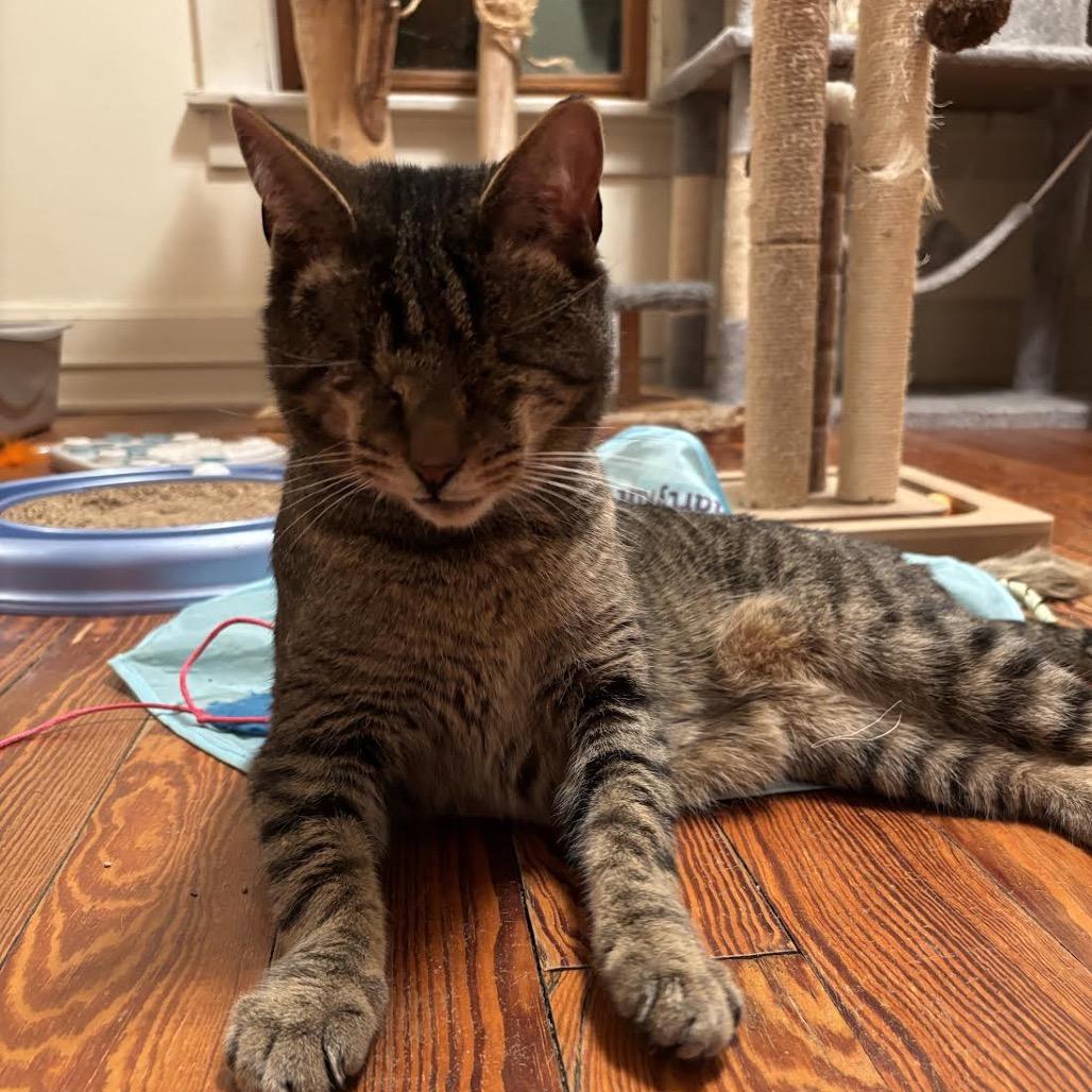 Enlarge RuPaul, a Adoptable Domestic Short Hair in Madison, WI image 6/6