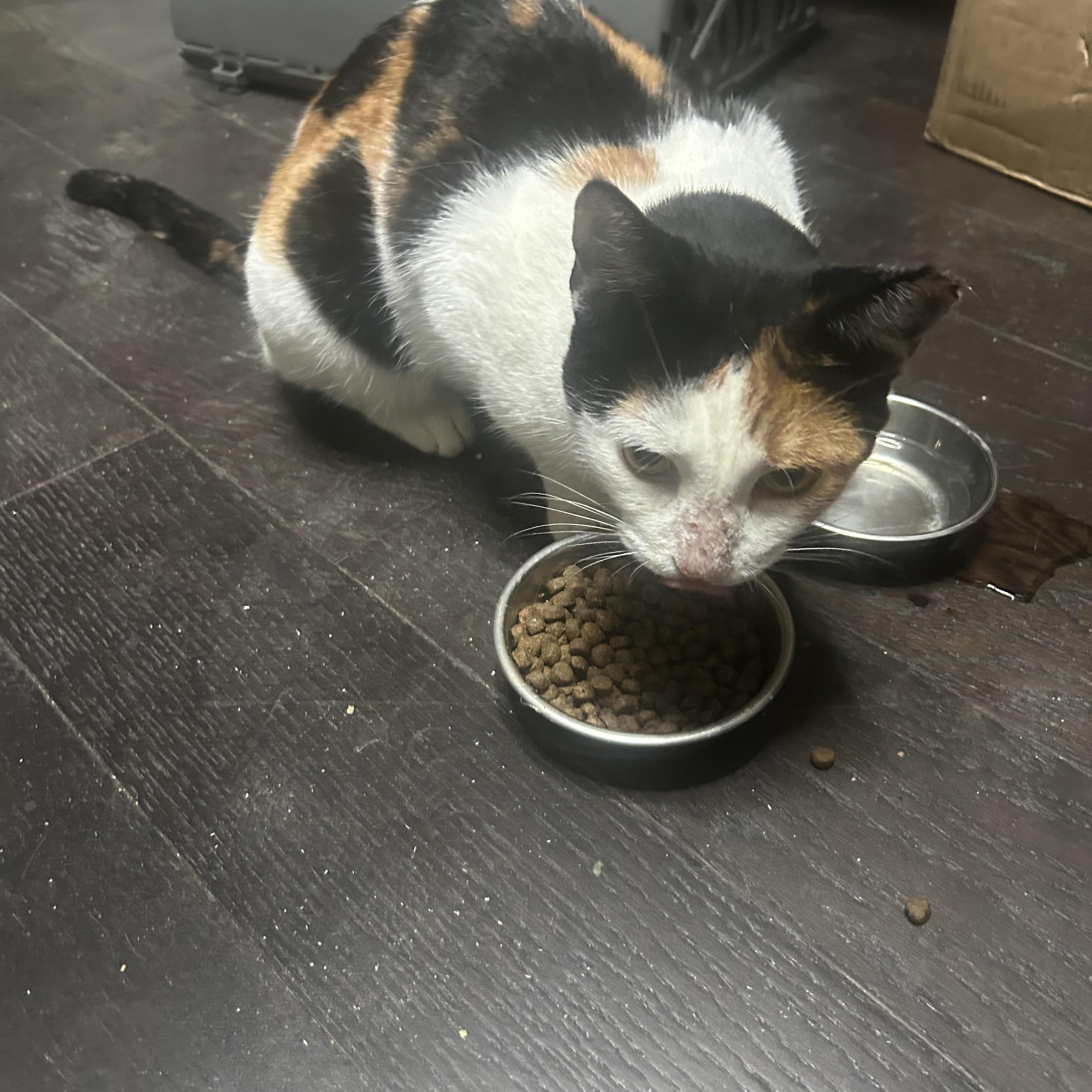 Enlarge Guacamole, a Adoptable Domestic Short Hair in san antonio, TX image 1/1