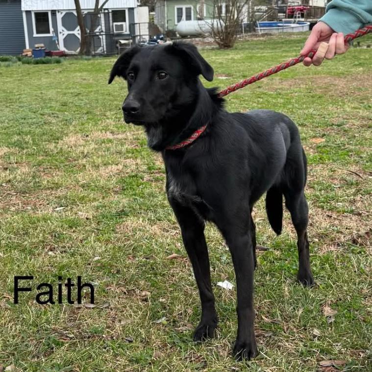 Enlarge Faith, a Adoptable Labrador Retriever in West Plains, MO image 1/1