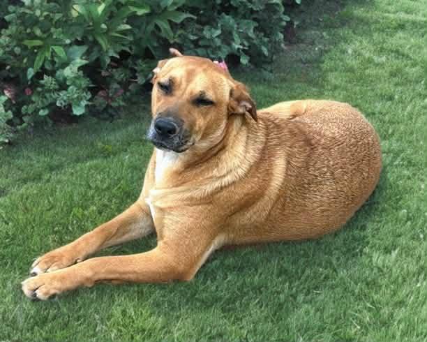 Kayla, Adoptable, Young Female Black Mouth Cur.