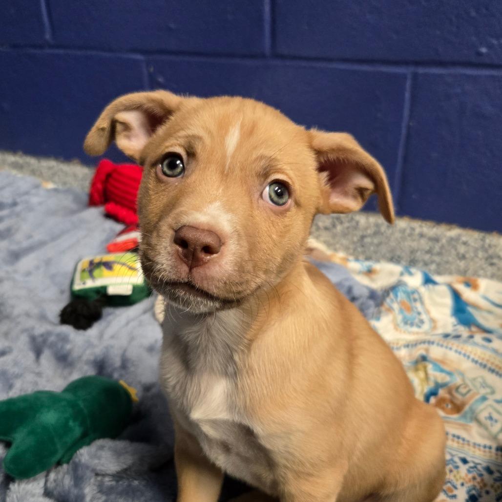 Enlarge CT Manicotti, a Adoptable mixed breed in Eastford, CT image 5/6