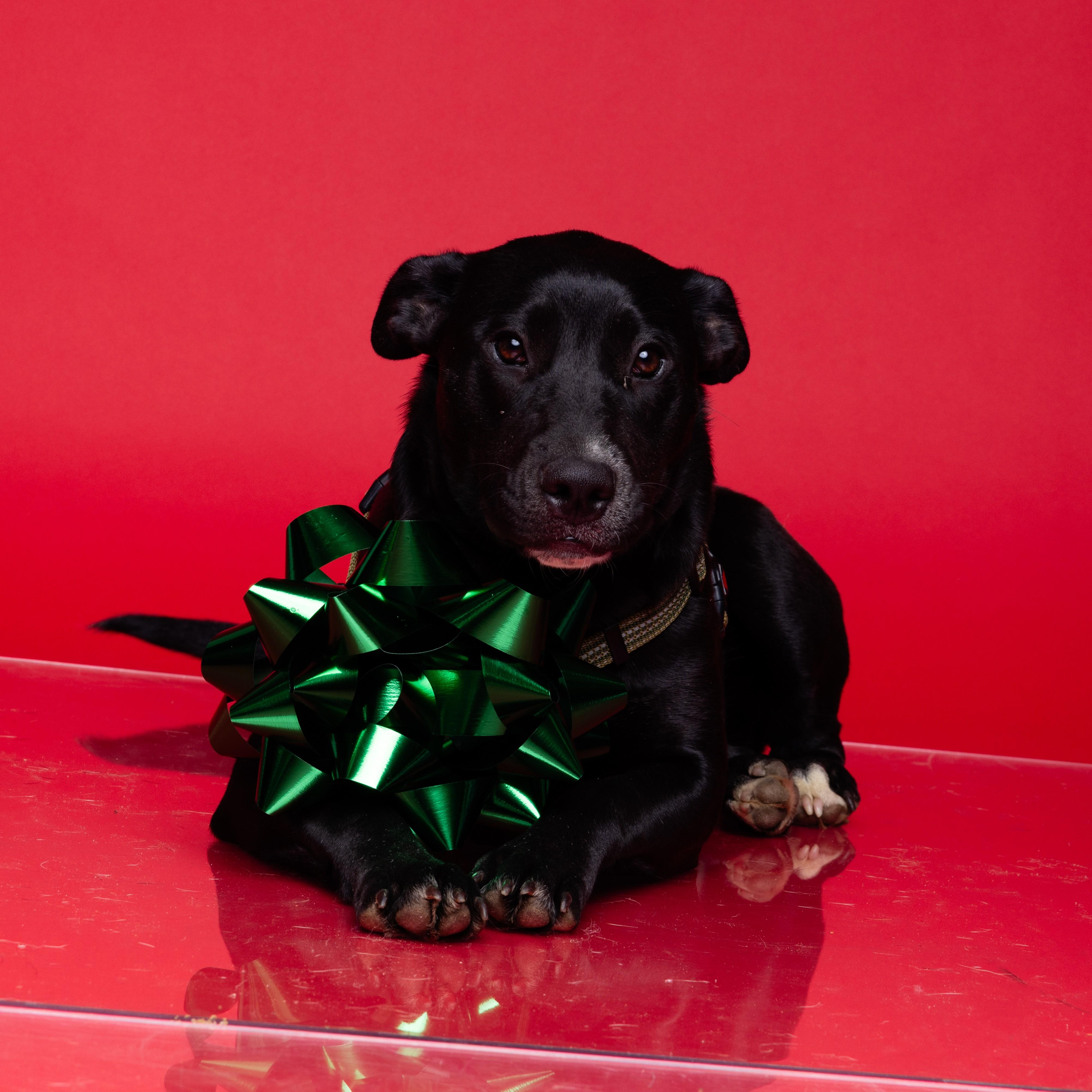 Boil — thumbnail 4