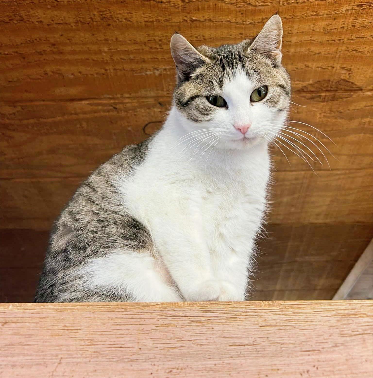 Tessa, Adoptable, Young Female Domestic Short Hair.