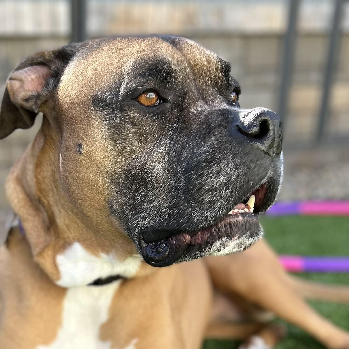 Enlarge Izzy, a ADOPTABLE mixed breed in Citrus Heights, CA image 3/6
