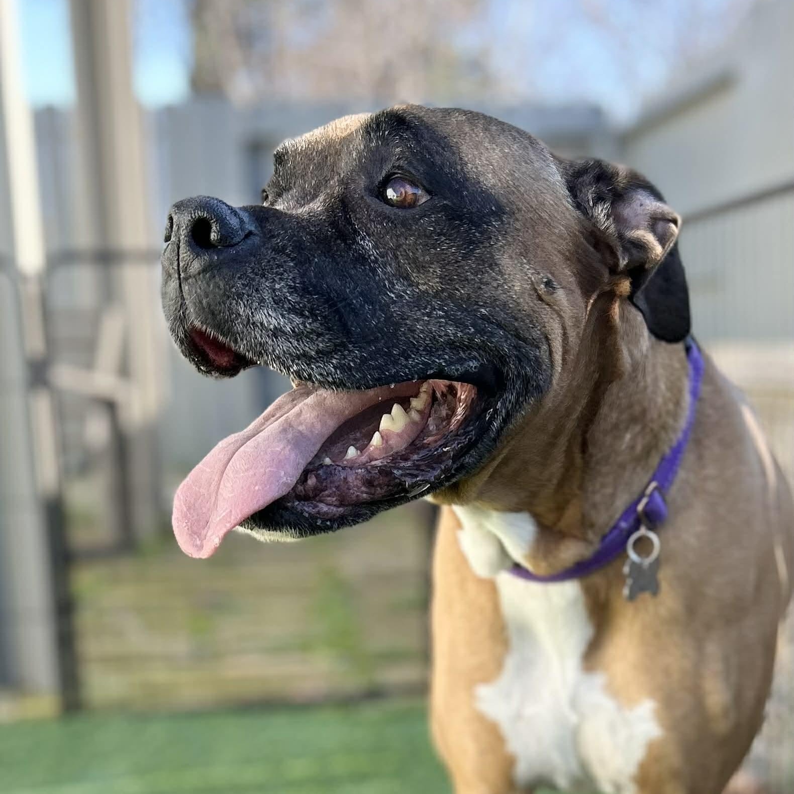 Enlarge Izzy, a ADOPTABLE mixed breed in Citrus Heights, CA image 5/6