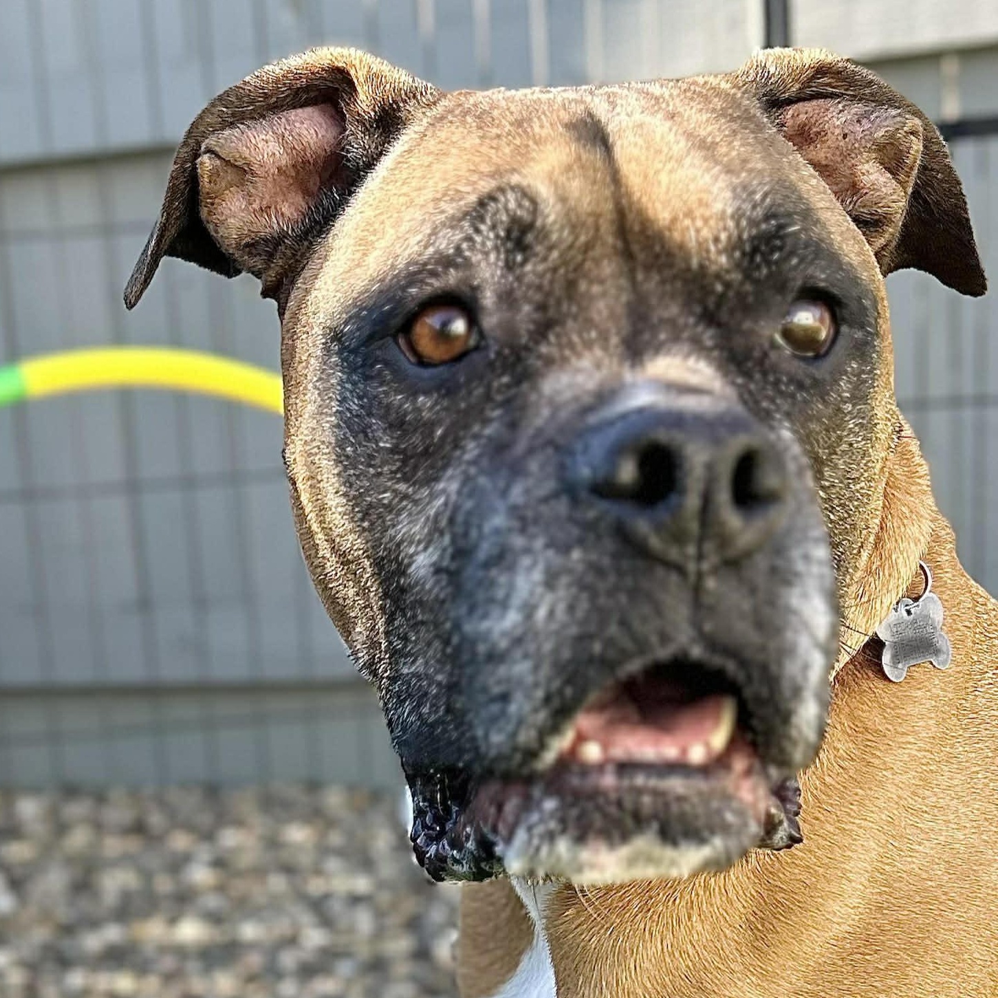 Enlarge Izzy, a ADOPTABLE mixed breed in Citrus Heights, CA image 2/6