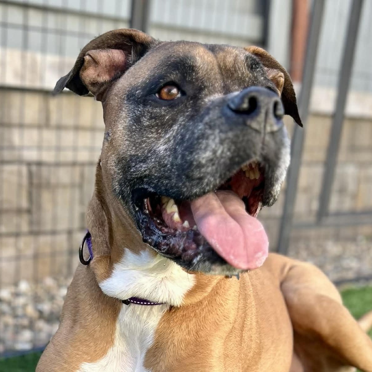 Izzy, ADOPTABLE, Adult Female Boxer & American Staffordshire Terrier.