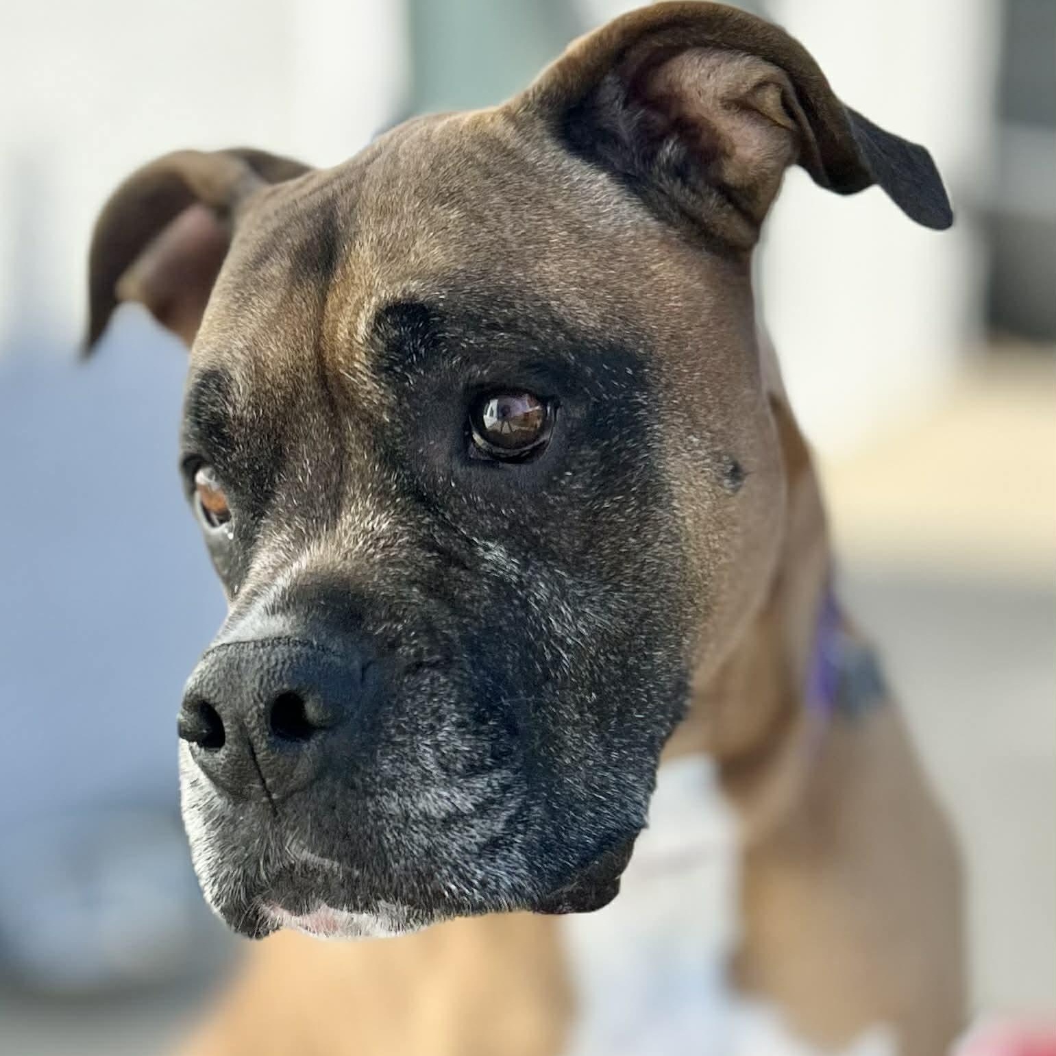 Enlarge Izzy, a ADOPTABLE mixed breed in Citrus Heights, CA image 4/6