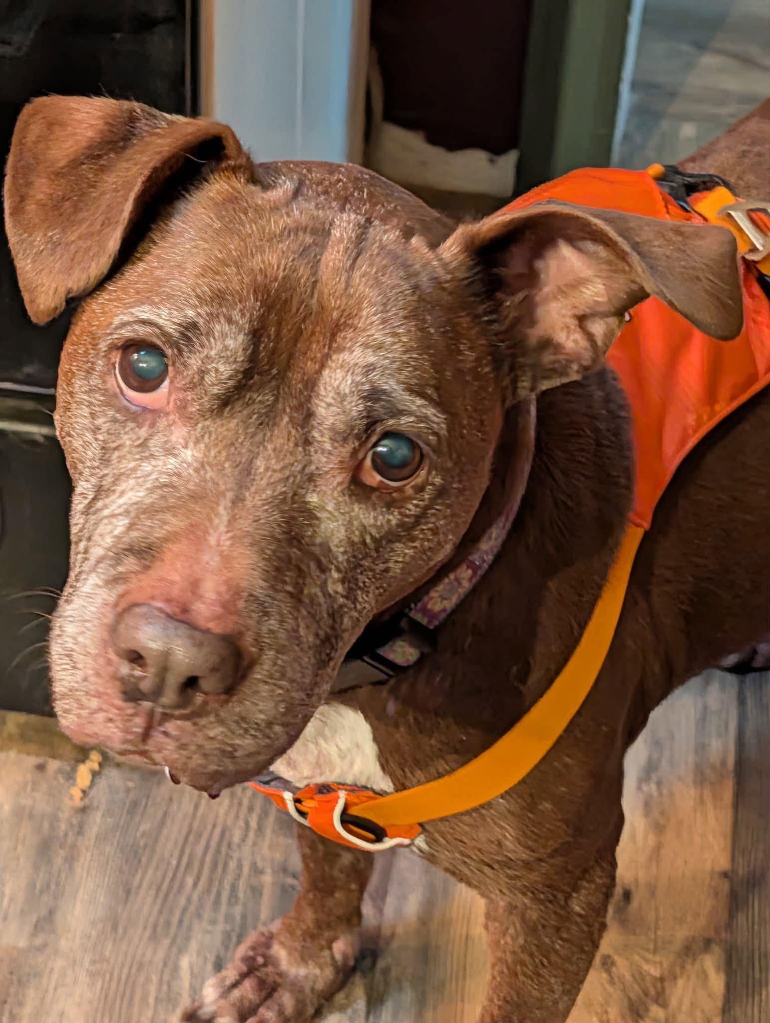 Enlarge Molly, a Adoptable mixed breed in Whitewater, WI image 5/6