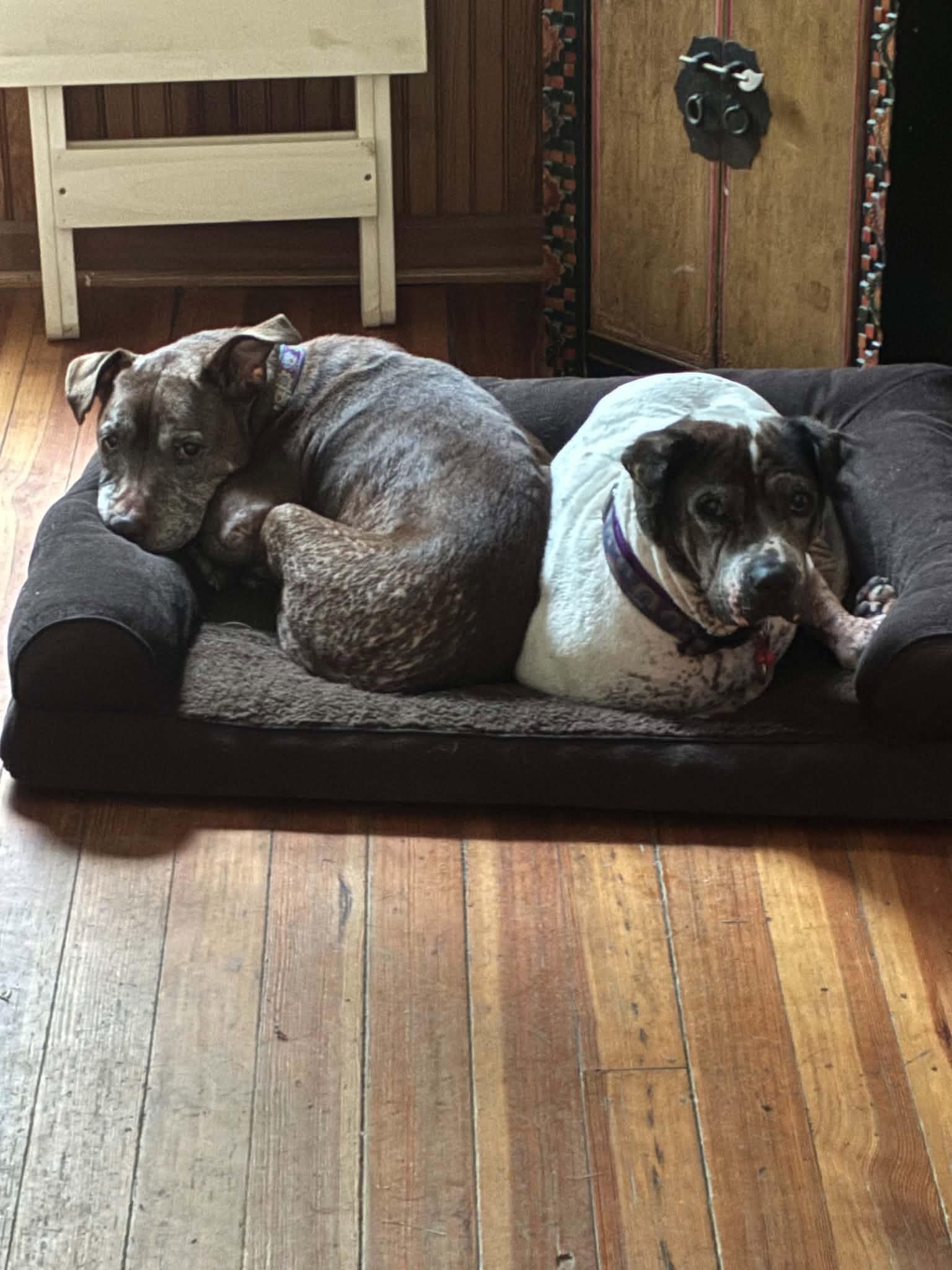 Enlarge Molly, a Adoptable mixed breed in Whitewater, WI image 4/6