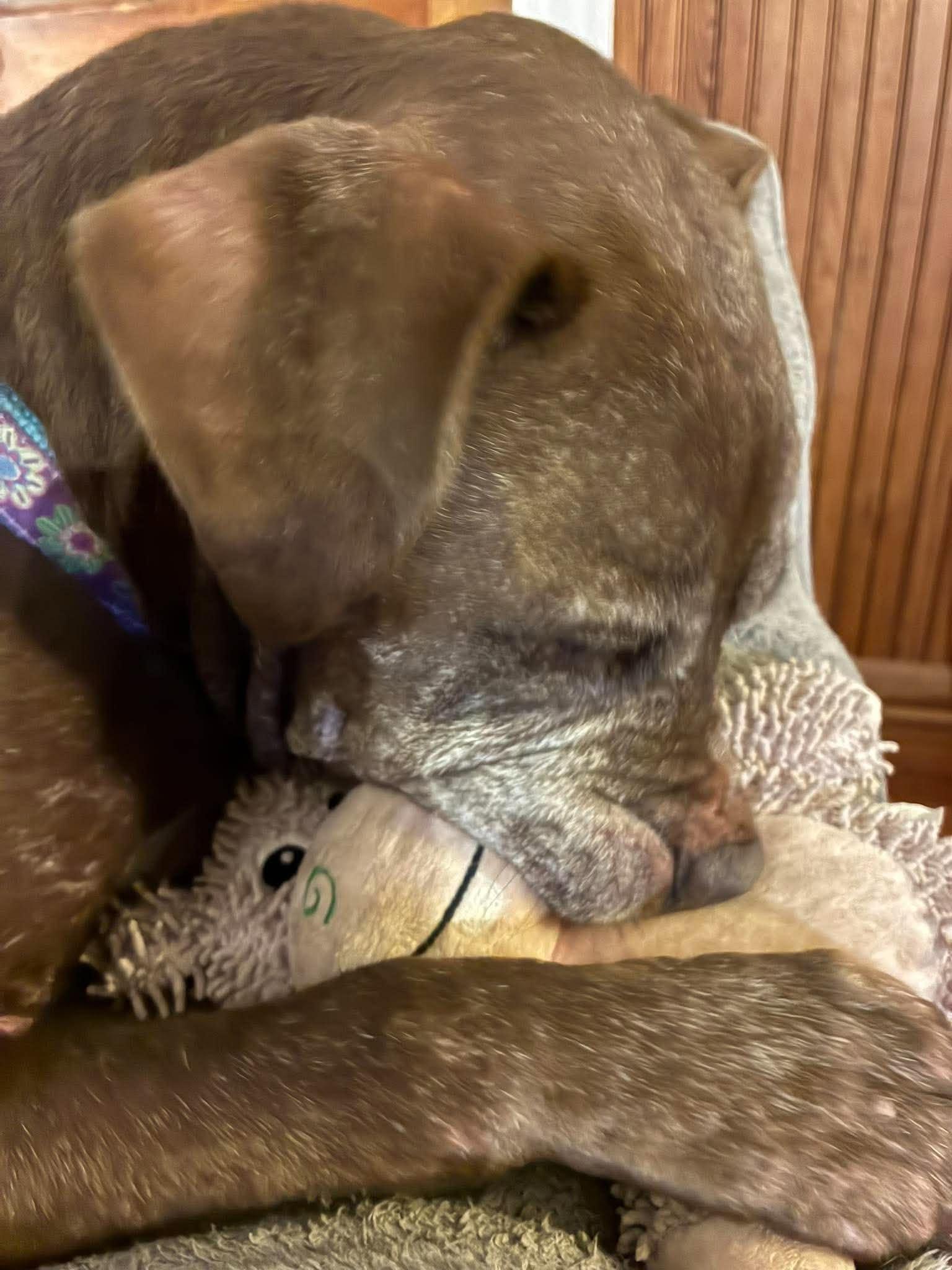 Enlarge Molly, a Adoptable mixed breed in Whitewater, WI image 2/6