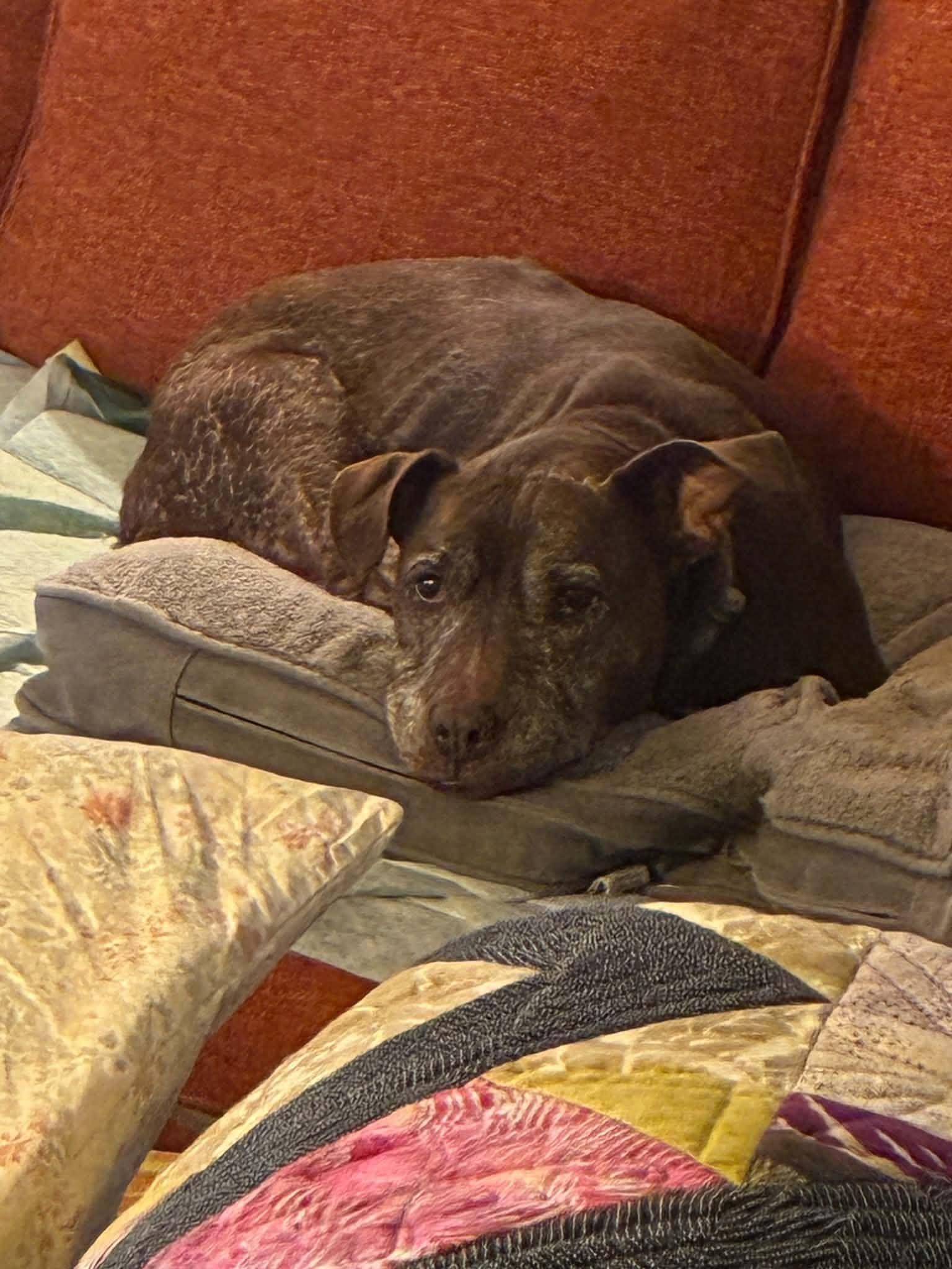 Enlarge Molly, a Adoptable mixed breed in Whitewater, WI image 3/6