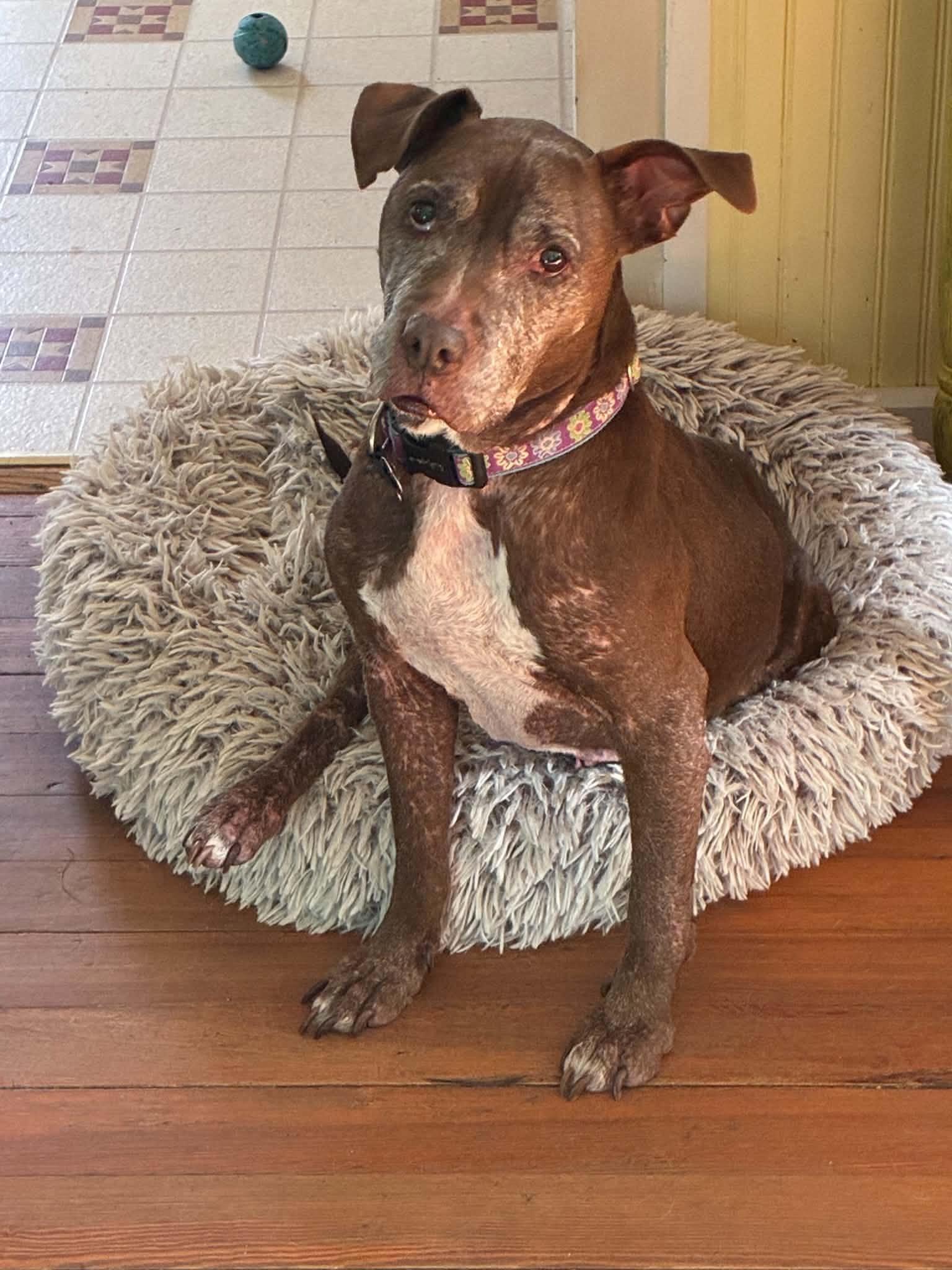 Molly, Adoptable, Senior Female Pit Bull Terrier & Labrador Retriever.