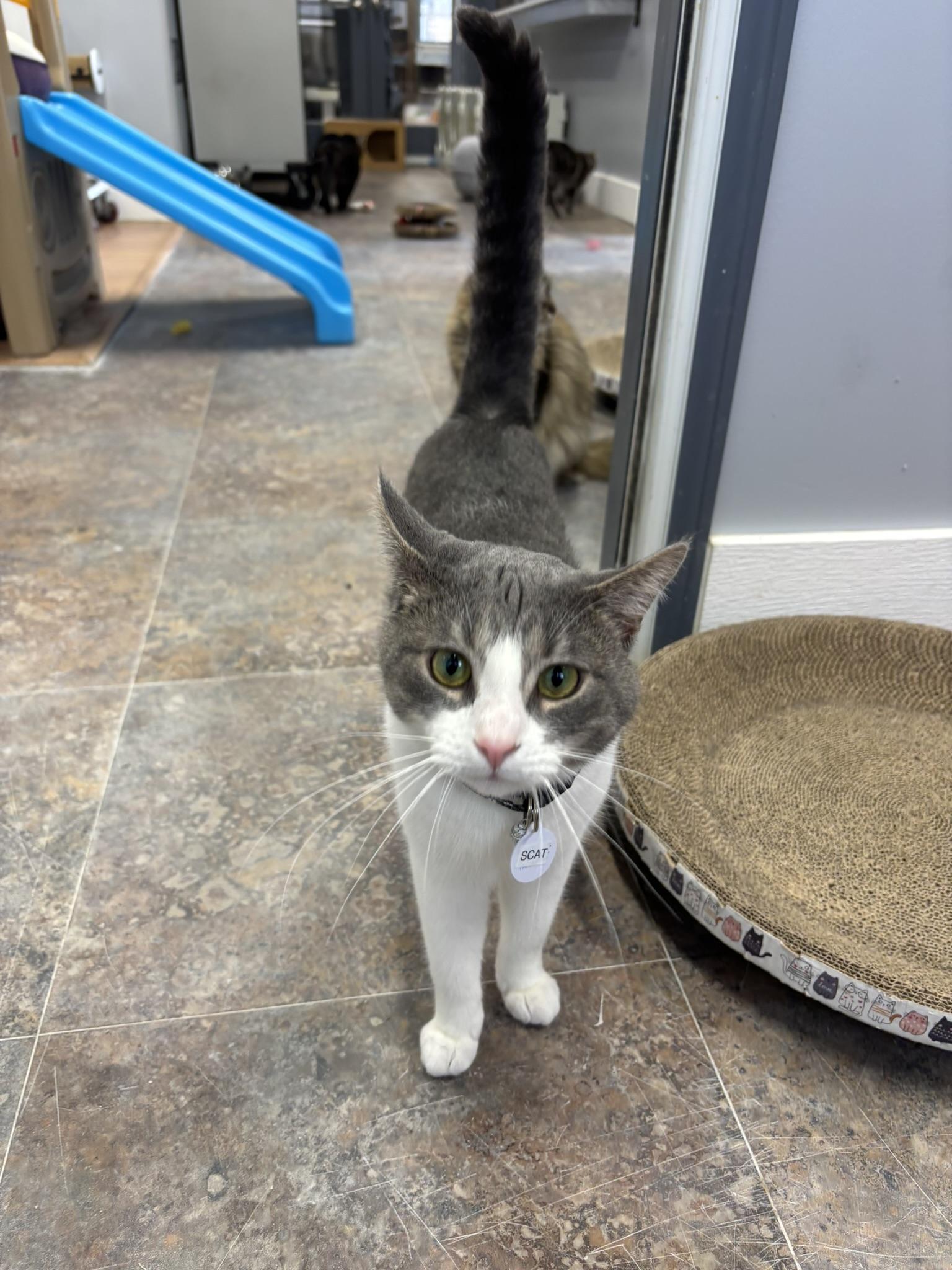 Enlarge SCAT BAKULA, a ADOPTABLE Domestic Short Hair in Grand Rapids, MI image 3/3