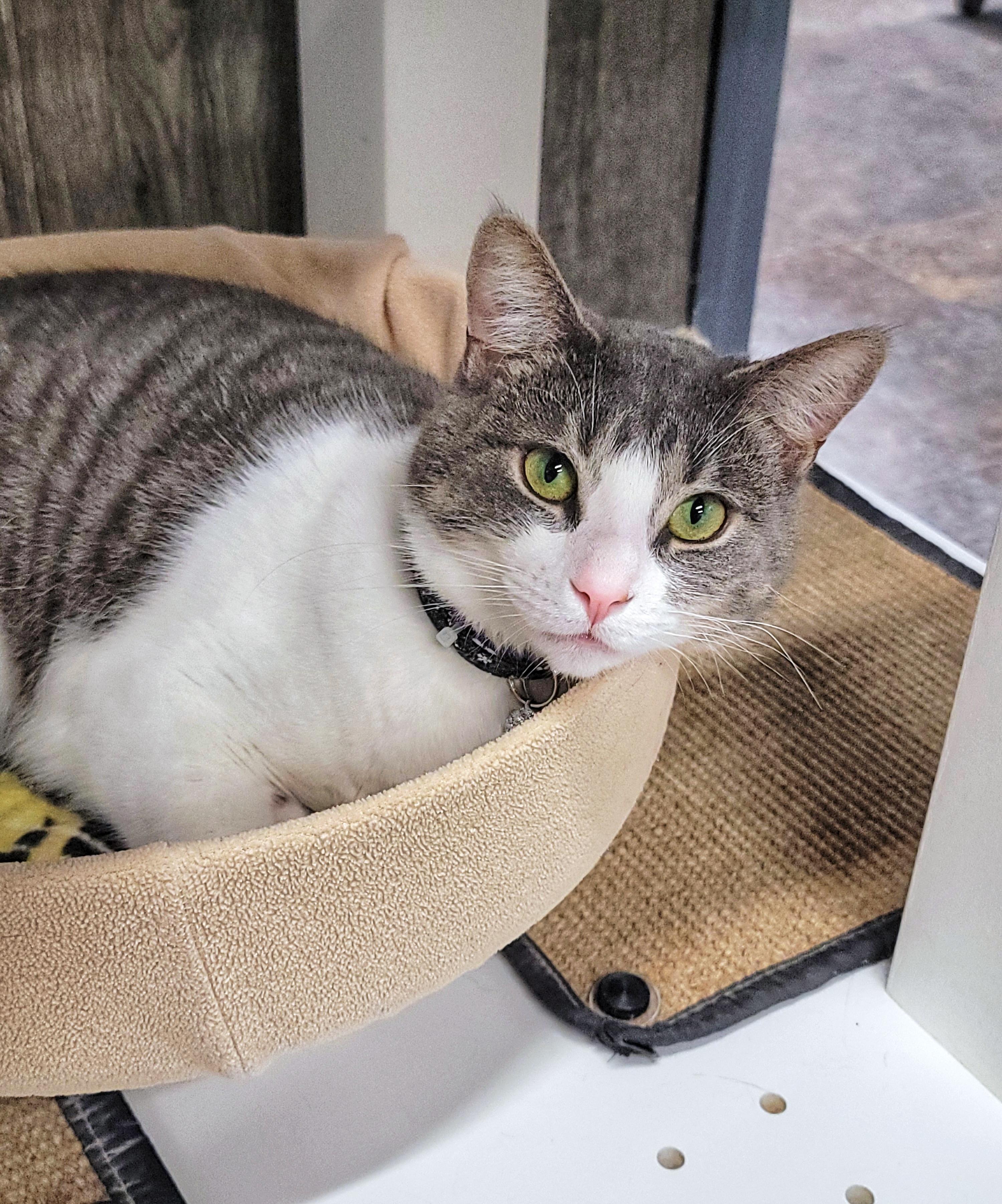 Enlarge SCAT BAKULA, a ADOPTABLE Domestic Short Hair in Grand Rapids, MI image 1/3