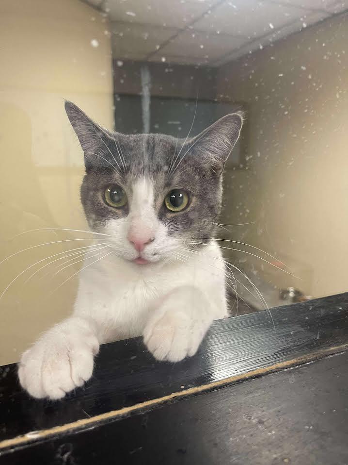 Enlarge SCAT BAKULA, a ADOPTABLE Domestic Short Hair in Grand Rapids, MI image 2/3