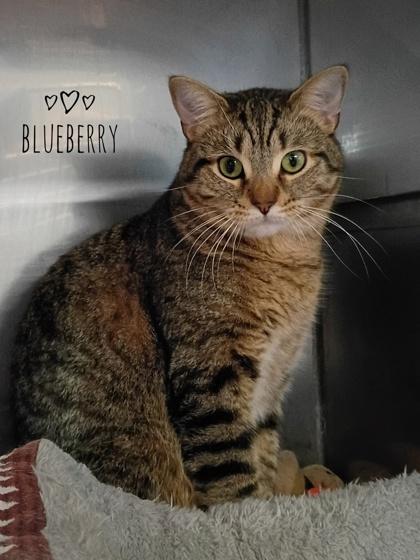 Enlarge Blue Berry, a Adoptable Domestic Short Hair in Rhinelander, WI image 1/1