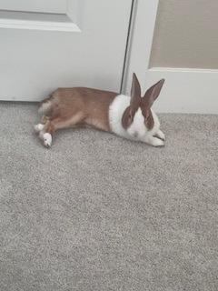 Enlarge Dutch, a Adoptable Dutch in Folsom, CA image 1/2