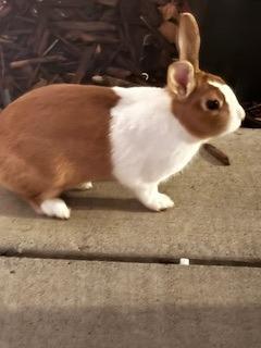 Dutch, a Adoptable Dutch in Folsom, CA image 2/2