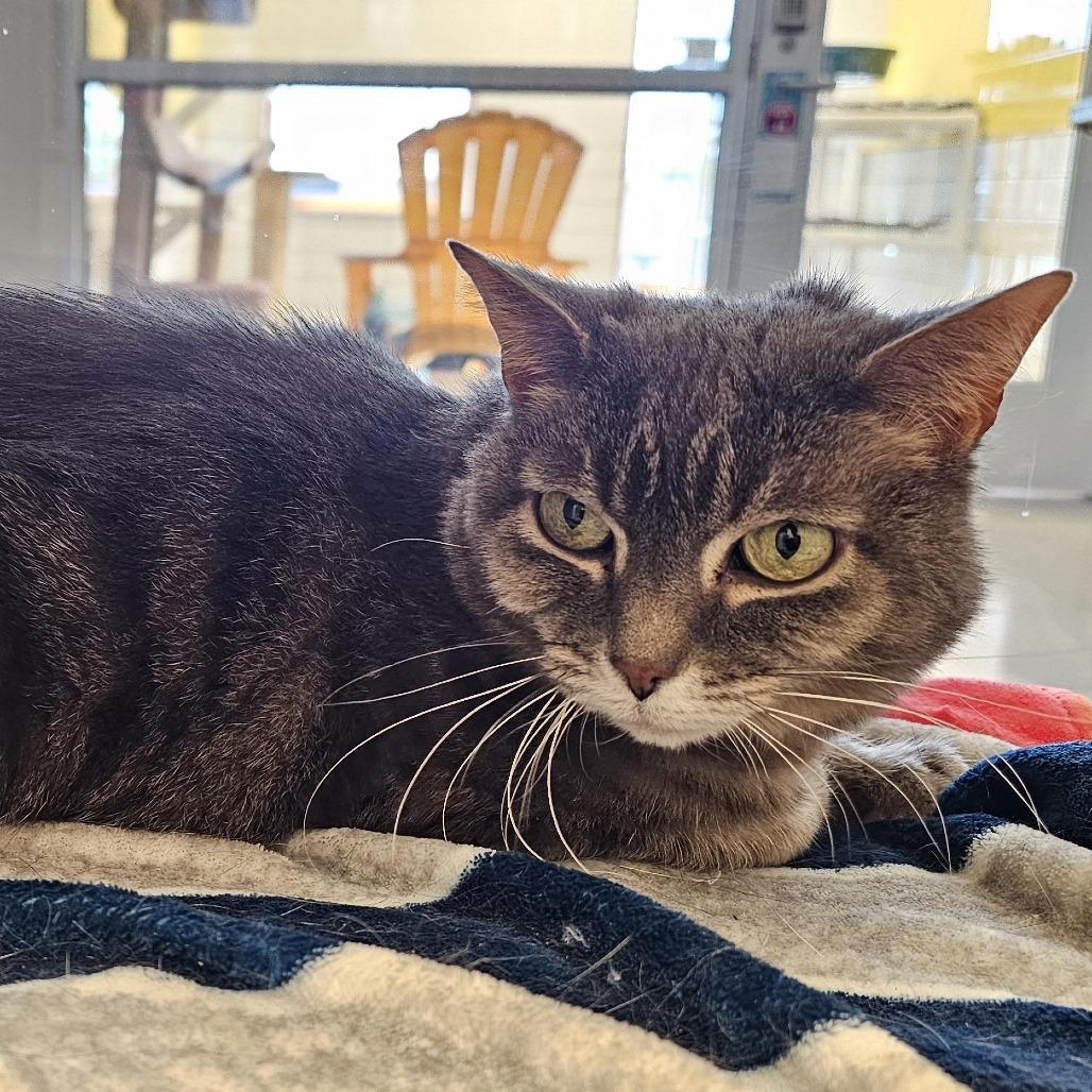 Violet, Adoptable, Adult Female Domestic Short Hair.