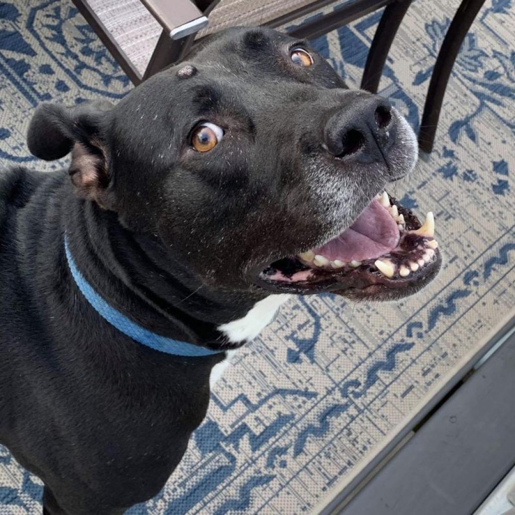 Zeus, Adoptable, Senior Male Bullmastiff & Mixed Breed.