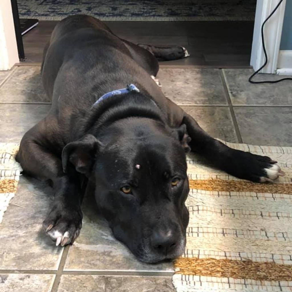 Enlarge Zeus, a Adoptable mixed breed in Spring Hill, KS image 2/6