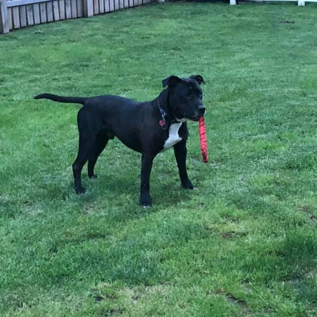 Enlarge Zeus, a Adoptable mixed breed in Spring Hill, KS image 3/6