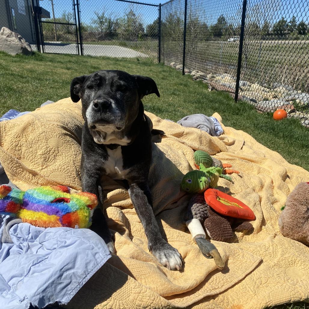Zeus, a Adoptable mixed breed in Spring Hill, KS image 5/6