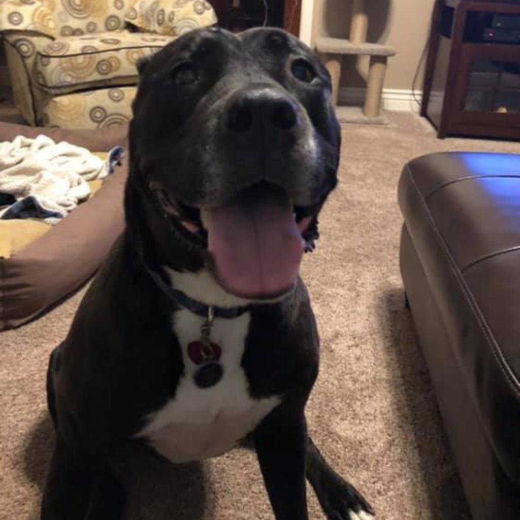 Enlarge Zeus, a Adoptable mixed breed in Spring Hill, KS image 6/6