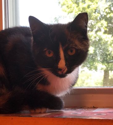 Enlarge Autumn, a Adoptable Domestic Short Hair in Lincoln University, PA image 1/1