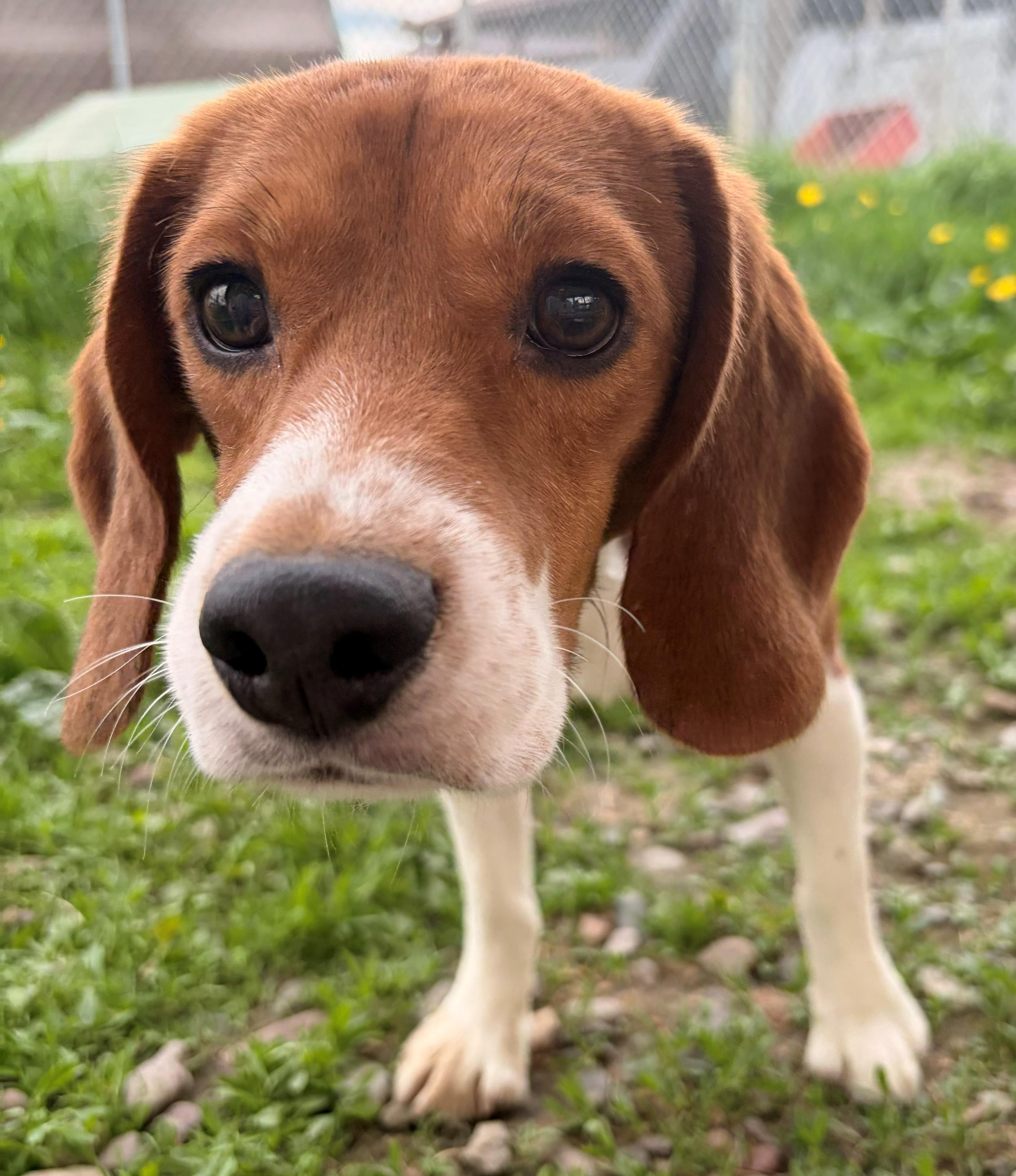 Enlarge Patriot, an adoptable Beagle in Neillsville, WI image 4/6