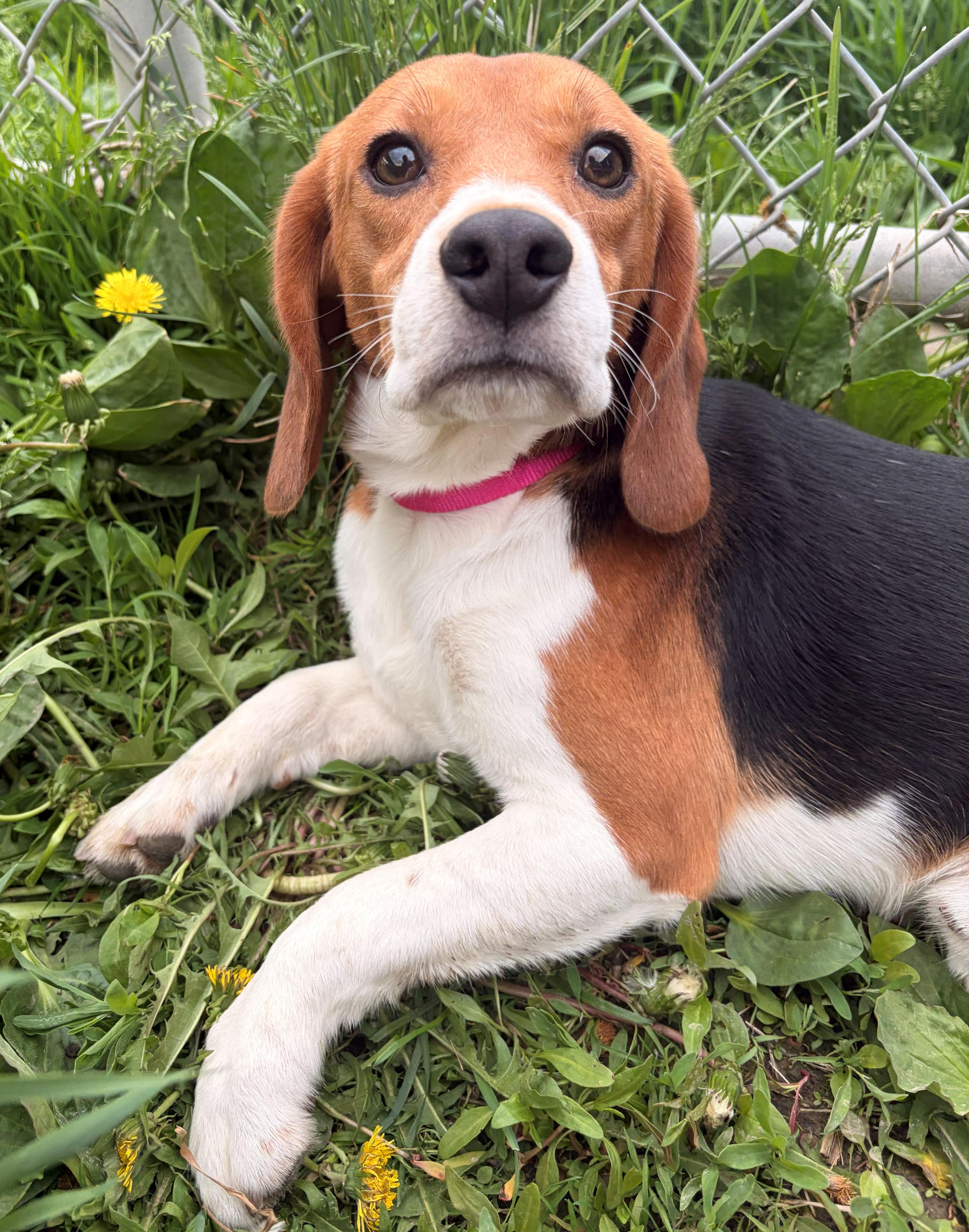 Enlarge Patriot, an adoptable Beagle in Neillsville, WI image 3/6