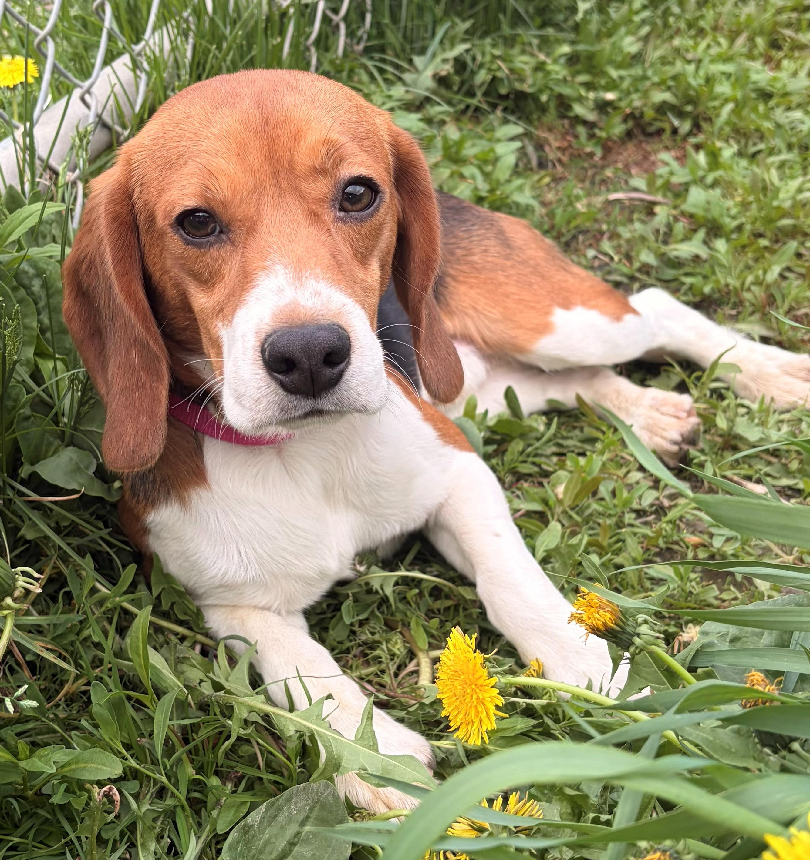 Enlarge Patriot, an adoptable Beagle in Neillsville, WI image 2/6