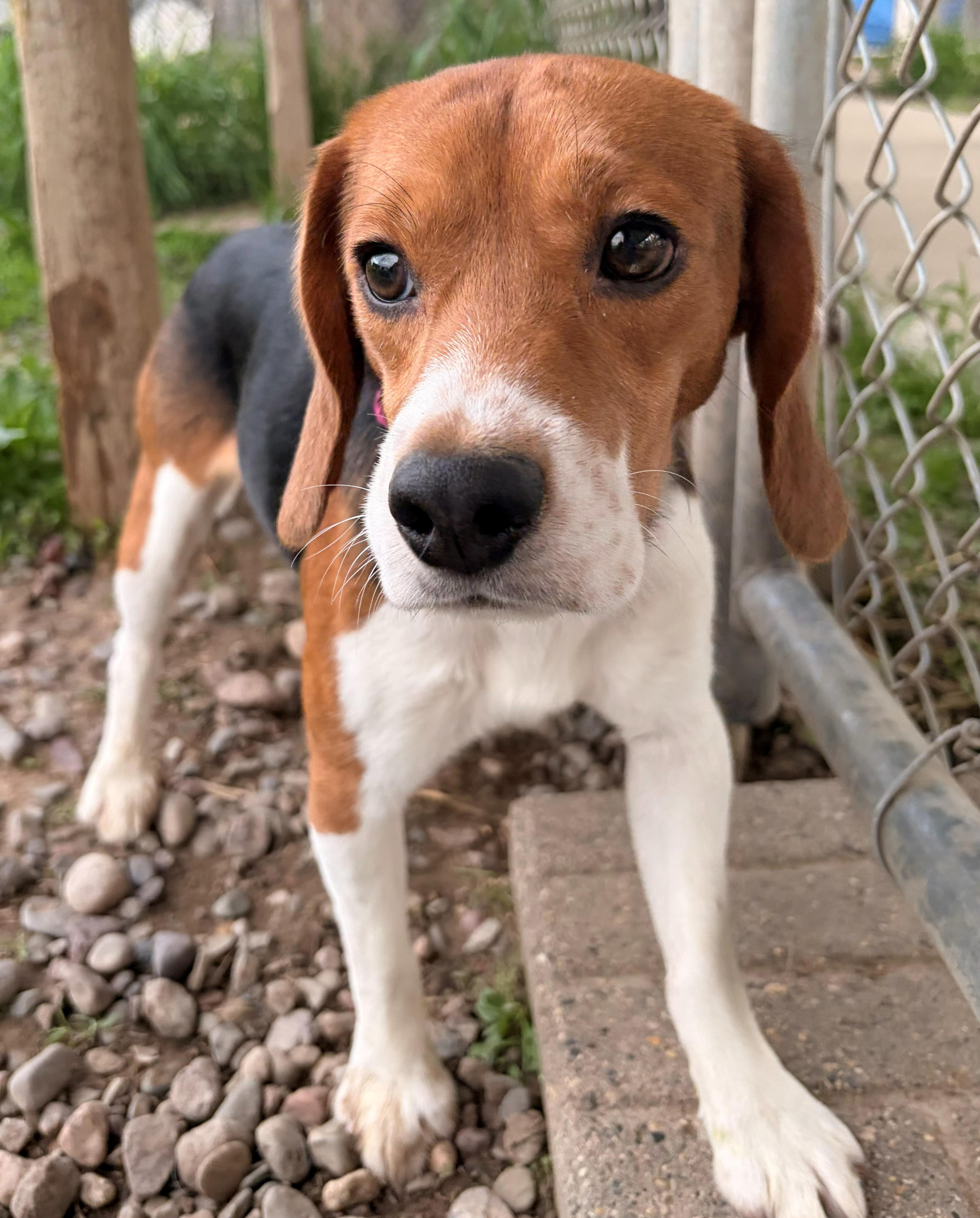 Enlarge Patriot, an adoptable Beagle in Neillsville, WI image 5/6