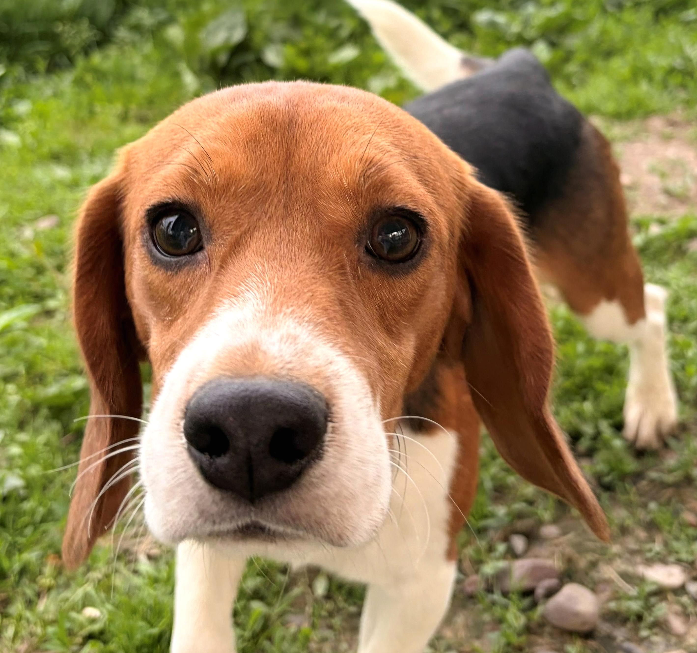 Patriot, adoptable, Adult Male Beagle.