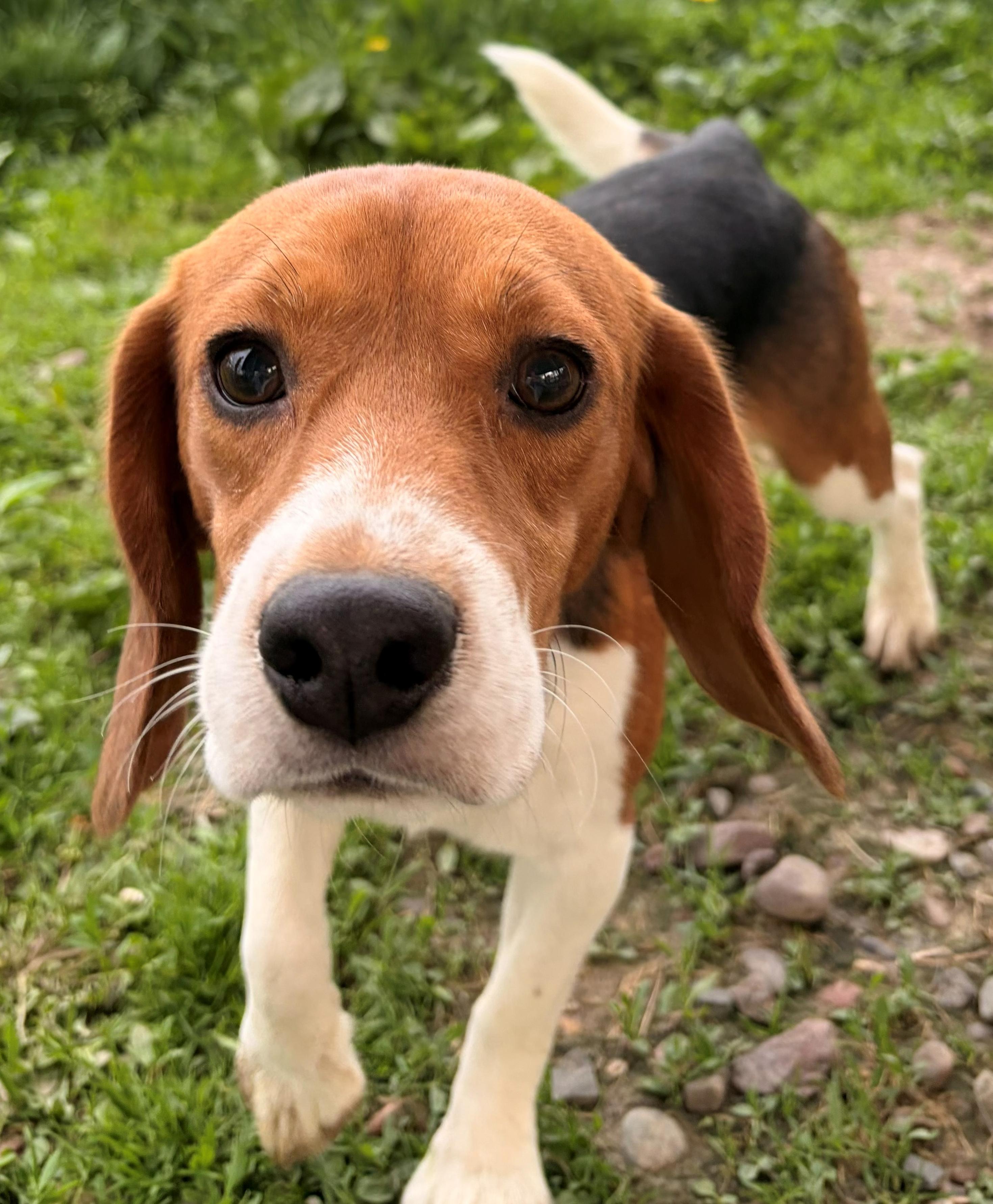 Enlarge Patriot, an adoptable Beagle in Neillsville, WI image 6/6
