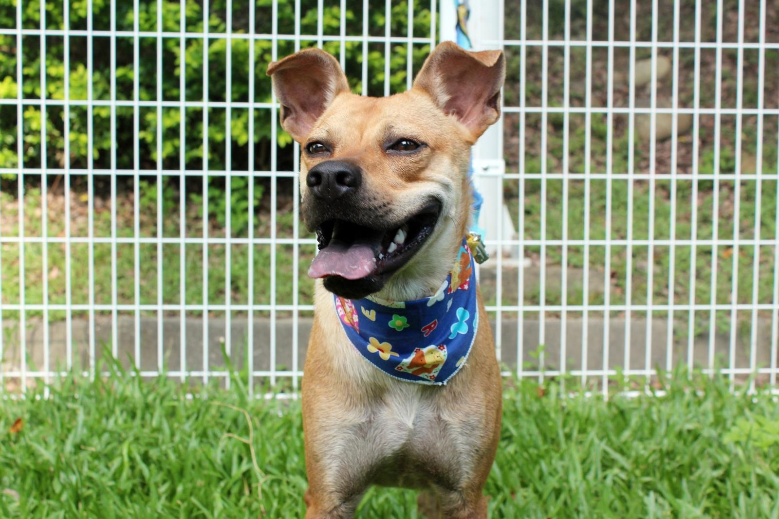Butter, a ADOPTABLE mixed breed in South San Francisco, CA image 6/6
