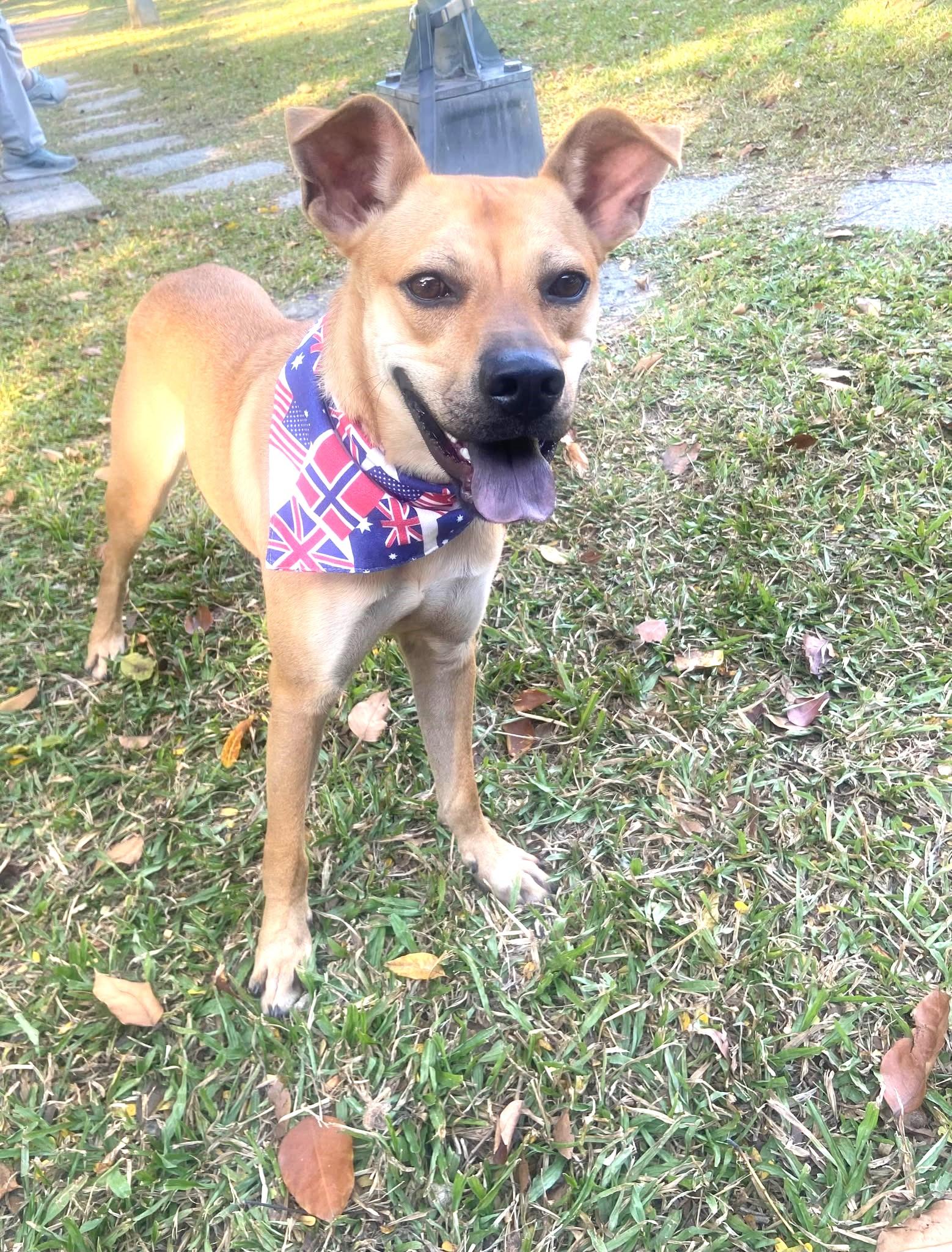 Butter, a ADOPTABLE mixed breed in South San Francisco, CA image 2/6