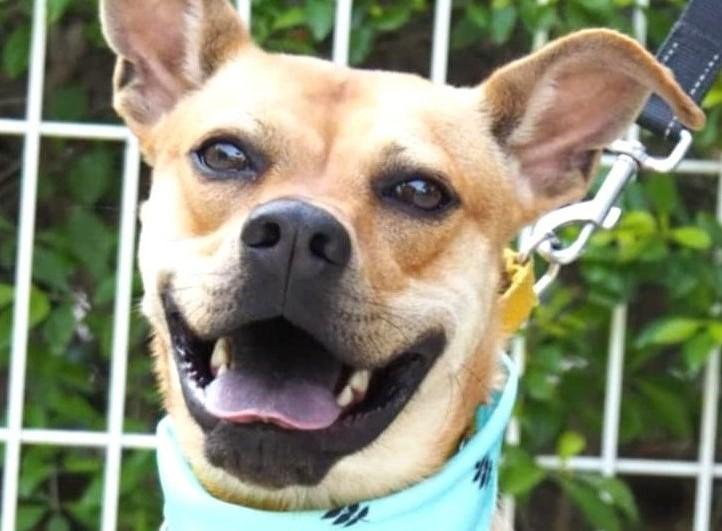 Butter, ADOPTABLE, Young Male Mixed Breed.