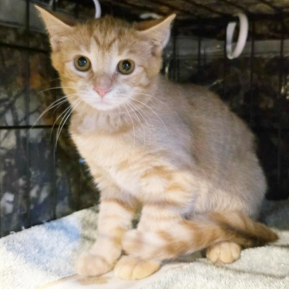 Apple Jacks, an adopted Domestic Short Hair in Knox, PA image 3/4