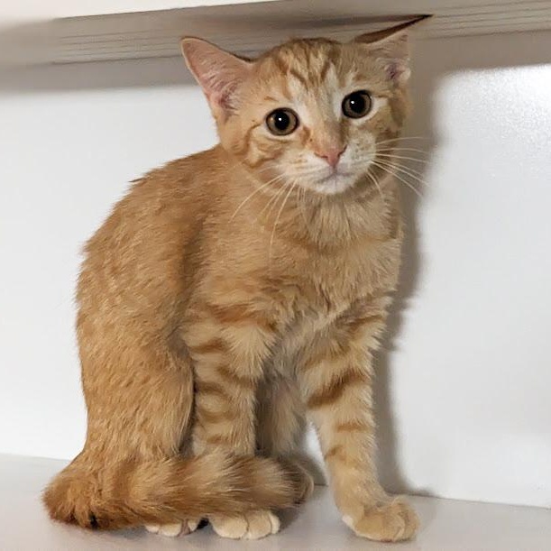 Apple Jacks, an adopted Domestic Short Hair in Knox, PA image 4/4