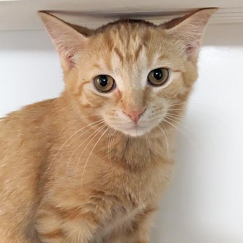 Apple Jacks, an adopted Domestic Short Hair in Knox, PA image 1/4