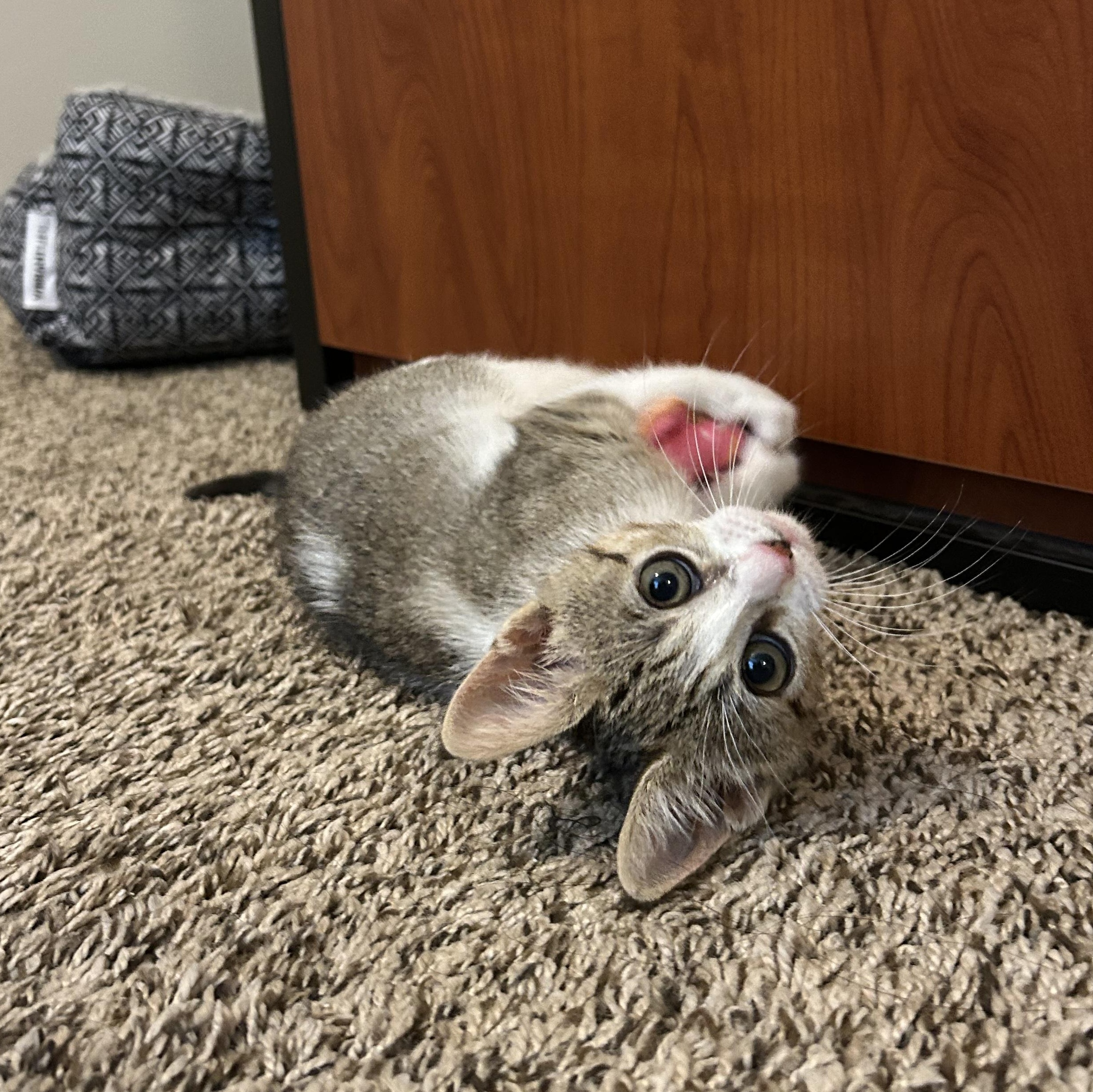 Cricket, a ADOPTABLE Domestic Short Hair in Bryan, TX image 1/6