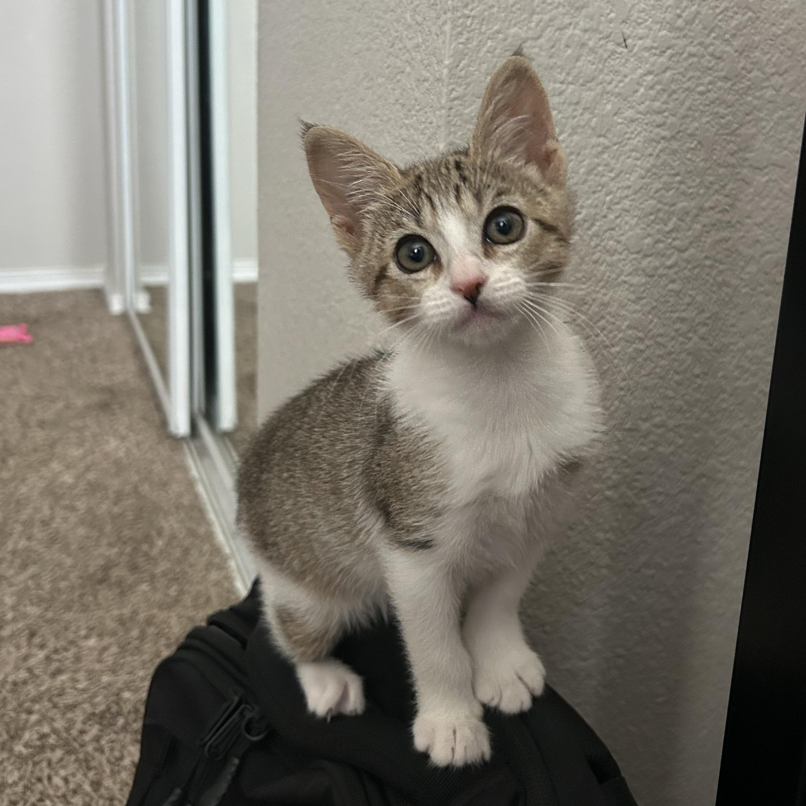 Cricket, a ADOPTABLE Domestic Short Hair in Bryan, TX image 2/6