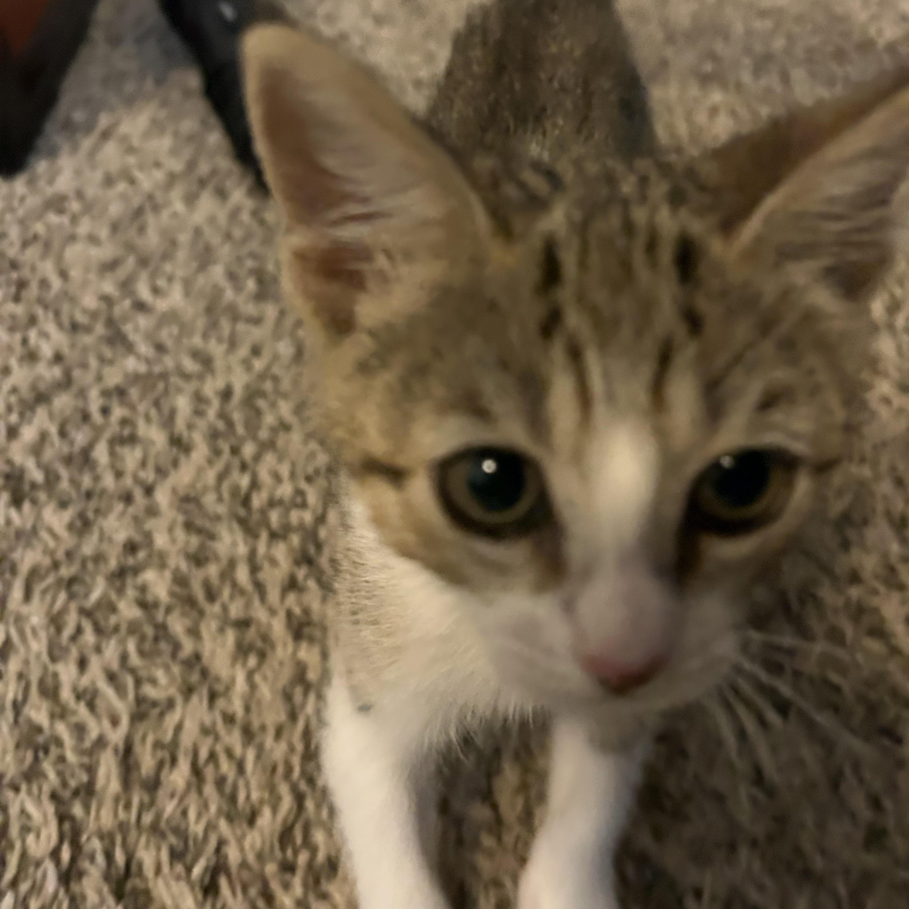 Cricket, a ADOPTABLE Domestic Short Hair in Bryan, TX image 6/6