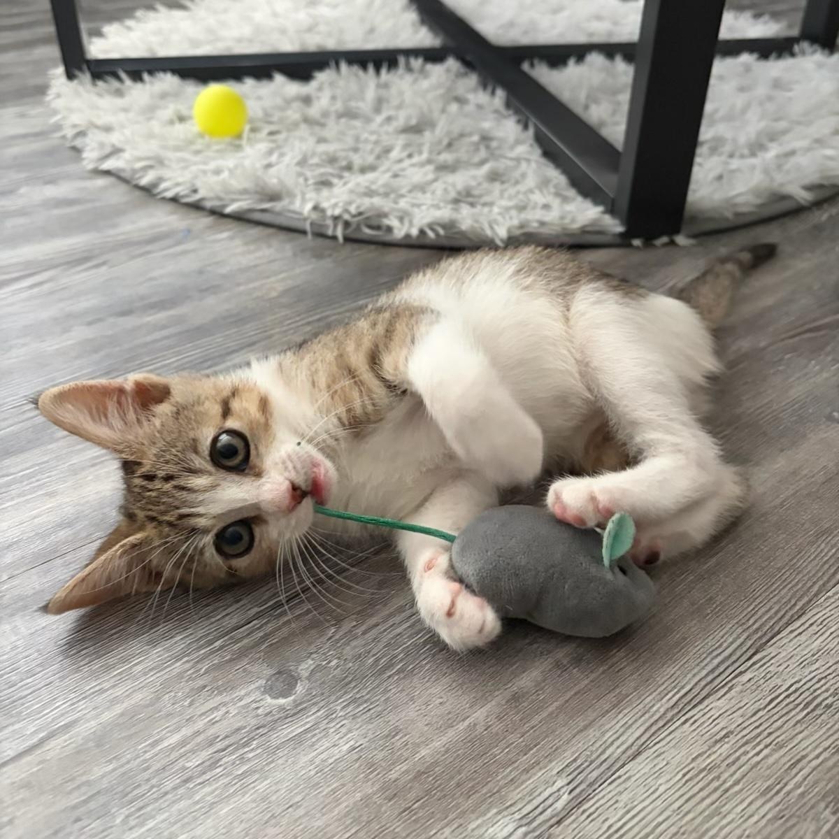 Cricket, a ADOPTABLE Domestic Short Hair in Bryan, TX image 3/6