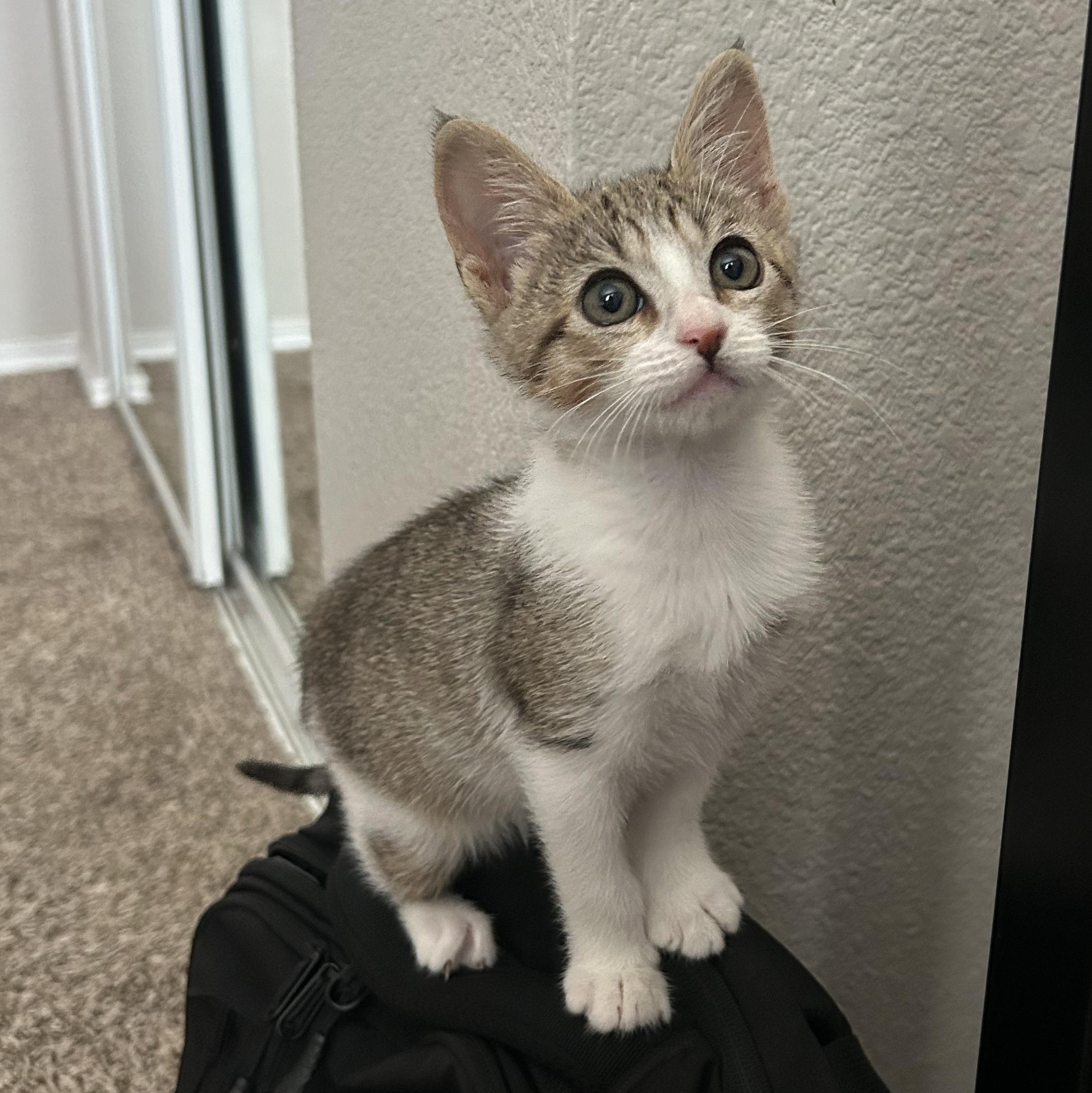Cricket, a ADOPTABLE Domestic Short Hair in Bryan, TX image 4/6