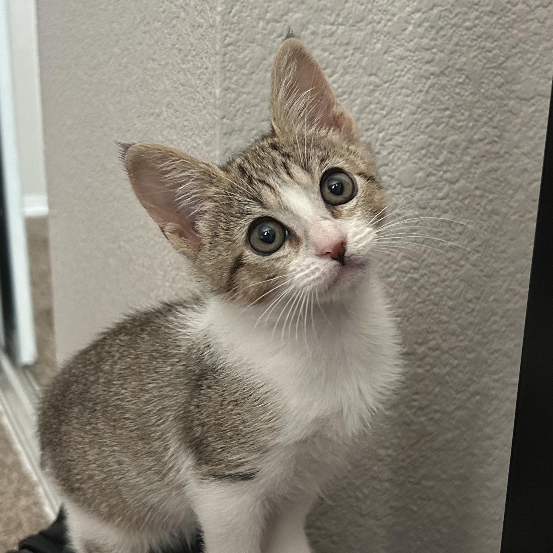 Cricket, a ADOPTABLE Domestic Short Hair in Bryan, TX image 5/6