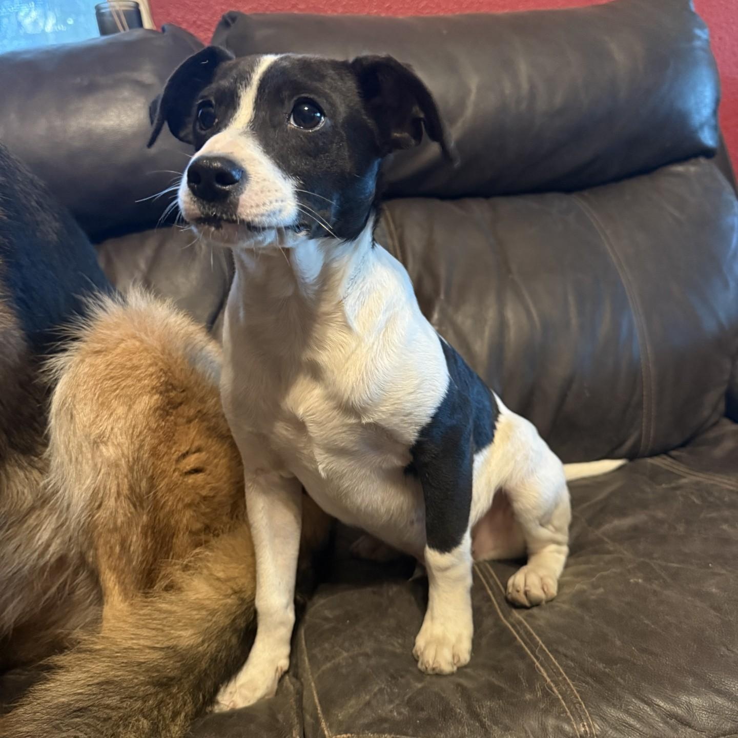 Valentine, a ADOPTABLE mixed breed in modesto, CA image 4/5